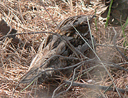 birding in spain birding short breaks steppes red-necked nightjar photo